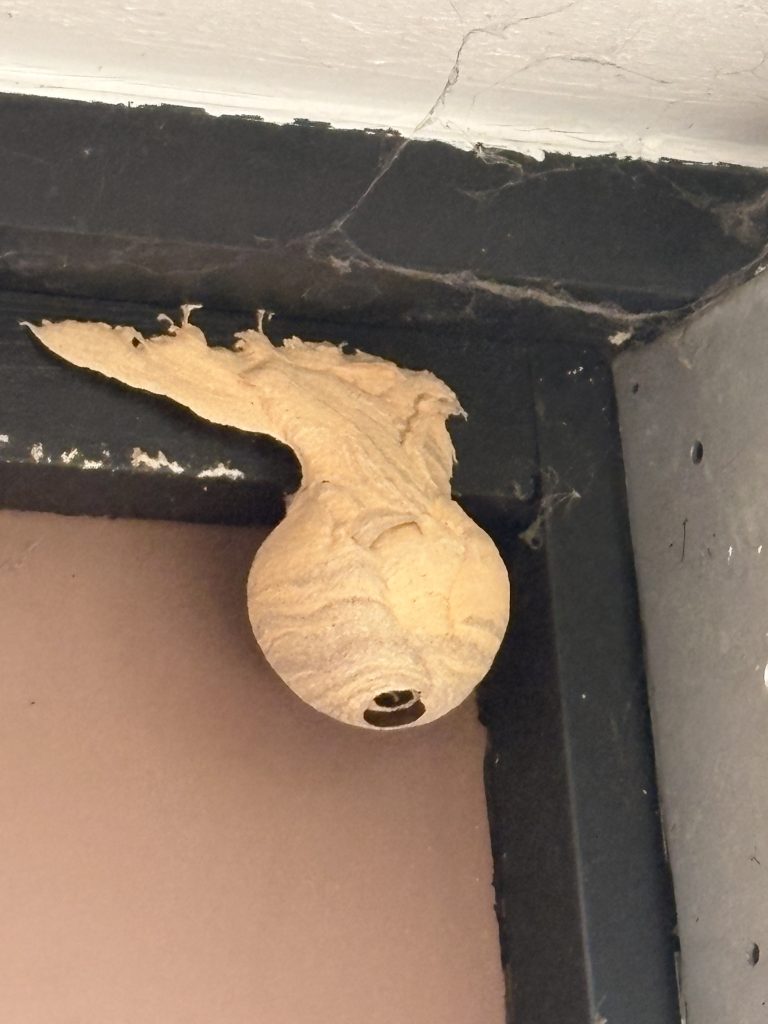 Destruction nid frelons Villenave-d’Ornon (33) – Nid primaire dangereux sur balcon | ADSA33