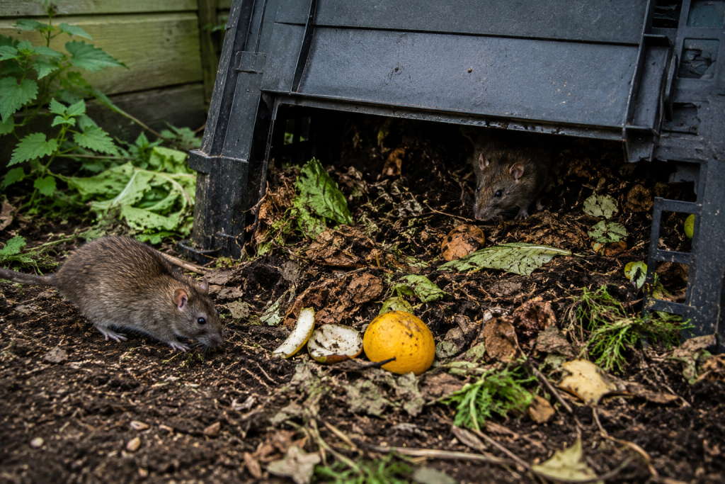 Rats présents dans un composteur lors d'une intervention de dératisation Saint-Morillon par ADSA33