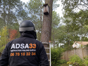 destruction frelons Saucats réalisée par ADSA33 sur un nid de frelons asiatiques découvert dans un ancien nichoir à chouettes en bordure de forêt
