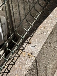 destruction frelons Talence dans un muret près du CREPS
