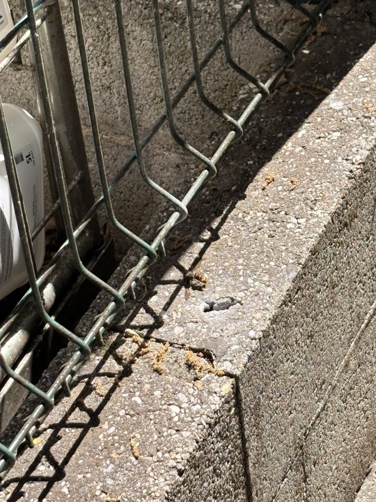 destruction frelons Talence dans un muret près du CREPS