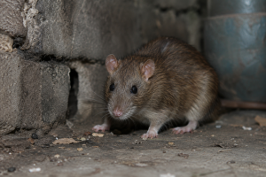 Dératisation Bègles rats plafond dans une maison individuelle du centre-ville réalisée par ADSA33