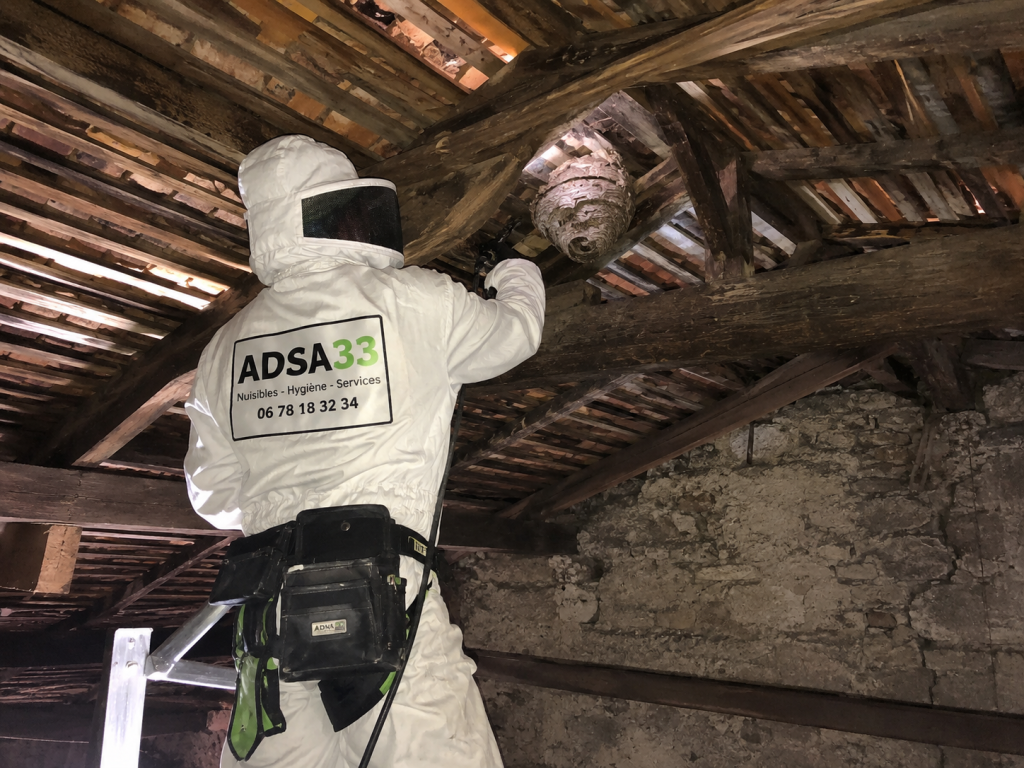 destruction frelons Gradignan dans une grange en hauteur par ADSA33