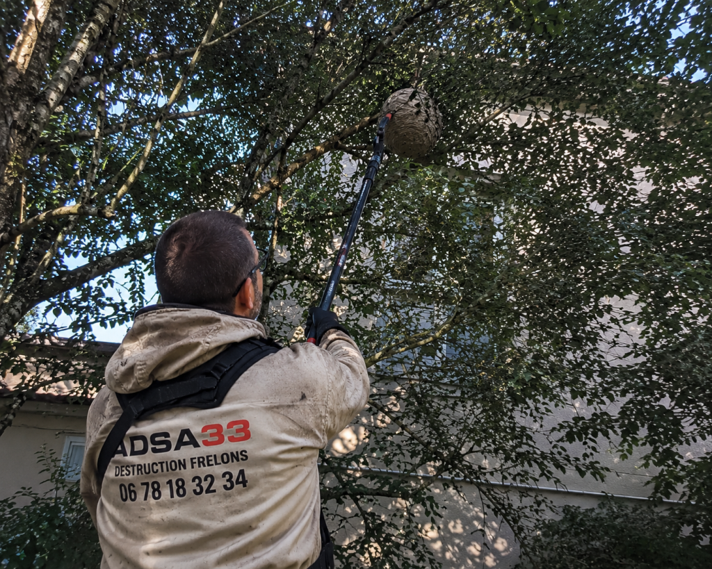 Nid de frelons asiatiques Léognan découvert dans un arbre près d'une habitation lors d'une intervention ADSA33