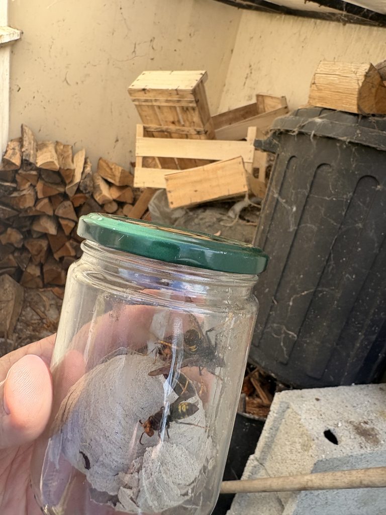 Destruction rapide d’un nid primaire de frelons asiatiques à Mérignac (33700) par ADSA33. Intervention professionnelle en Gironde : Mérignac, Pessac, Talence, Bordeaux Métropole. Tél : 06 78 18 32 34.