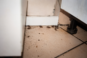 Présence de blattes dans une zone cachée d’une habitation à La Brède